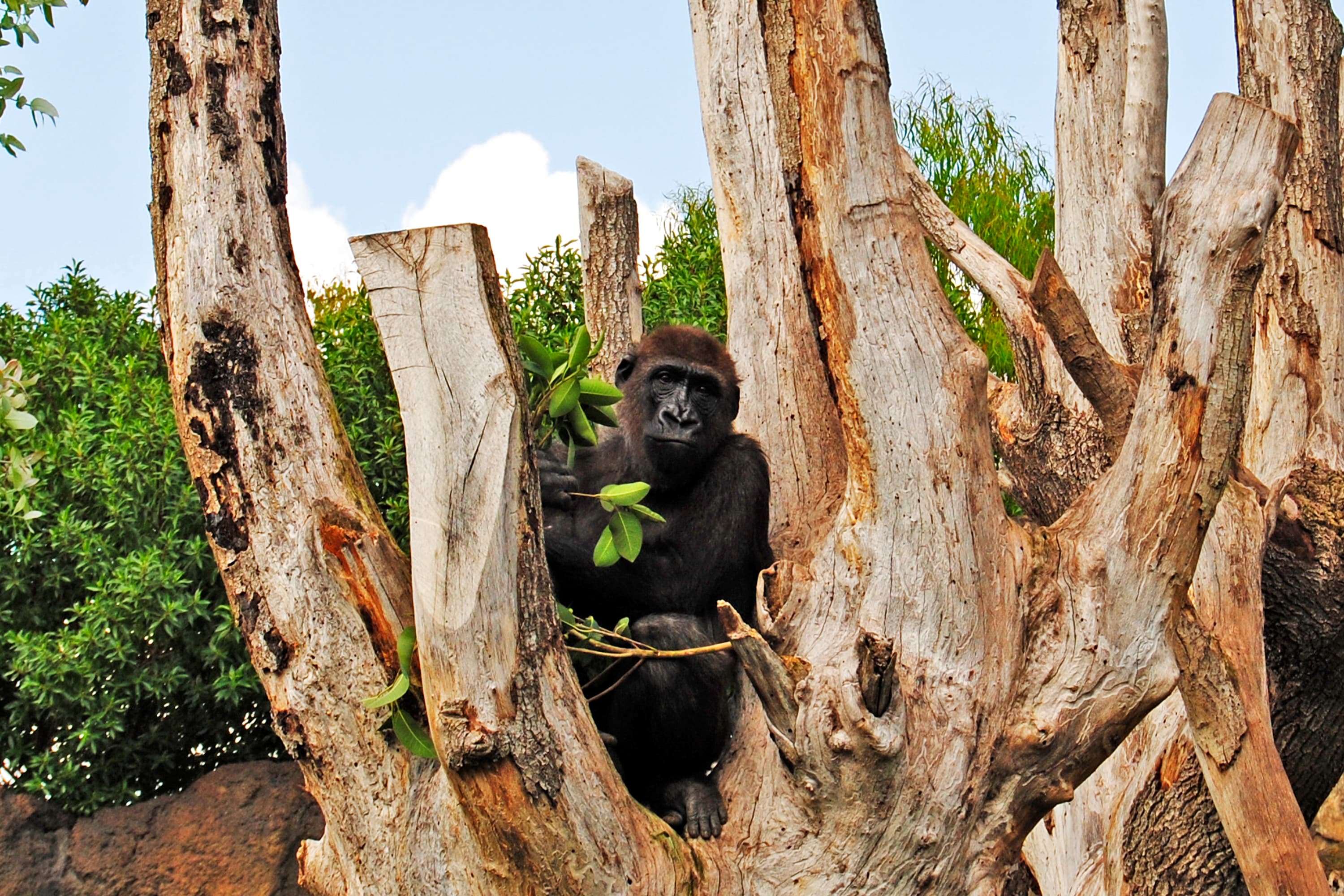 El gorila Kabuli en el árbol