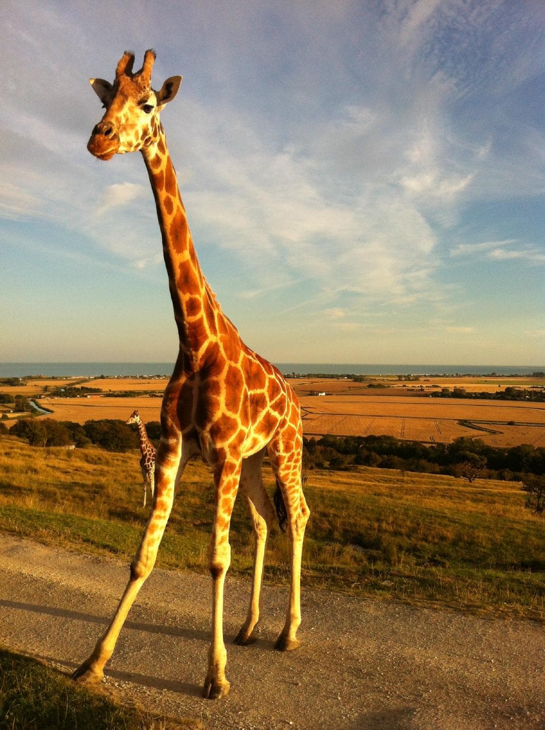 Giraffe on The African Experience